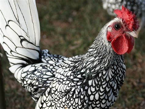 Ayam Silver Sebright, Jenis Ayam Hias dengan Keindahan Unik yang Menakjubkan!